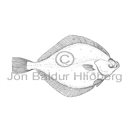 Skarkoli - Pleuronectes platessa - flatfiskar - Flatfiskar