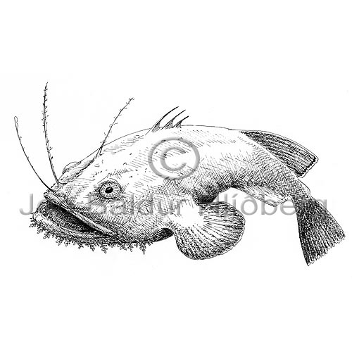 Sktuselur - Lophius piscatorius - kjaftagelgjur - Kjaftagelgjur