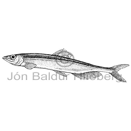 Capelin - Mallotus villosus - otherfish - Osmeriformes