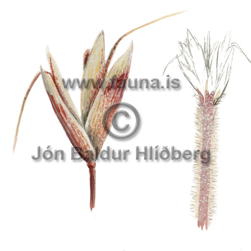 Spike Trisetum - Trisetum Spicatum /var. pilosiglume - otherplants - Poaceae