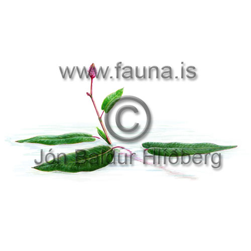 Tjarnarblaka - Persicaria amphibia - tvikimblodungar - Srutt