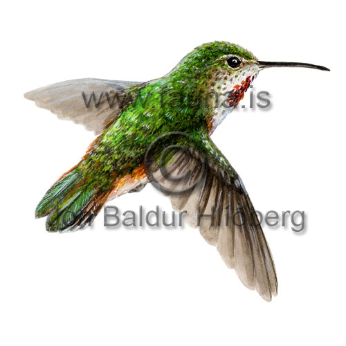 Anna's Hummingbird - Calypte anna - otherbirds - Velji subcategory