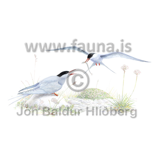 Arctic tern -  Sterna paradisaea - otherbirds - Sternidae