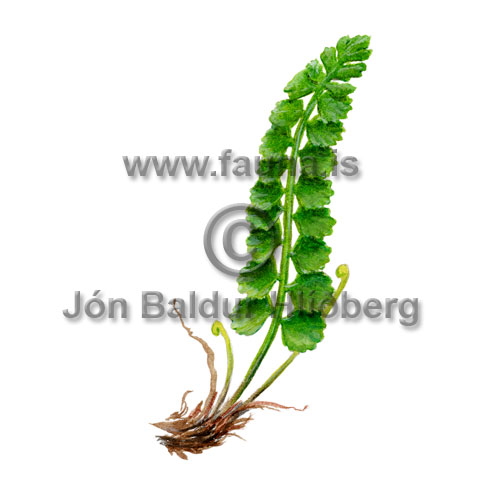 Green spleenworth - Asplenium viride - Ferns - Athyriaceae