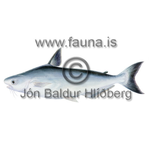 Basa fish - Pangasius bocourti - otherfish - Velji subcategory