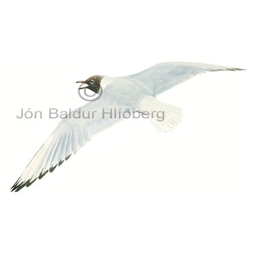 Black-headed Gull - Larus ridibundus - Gulls - Laridae