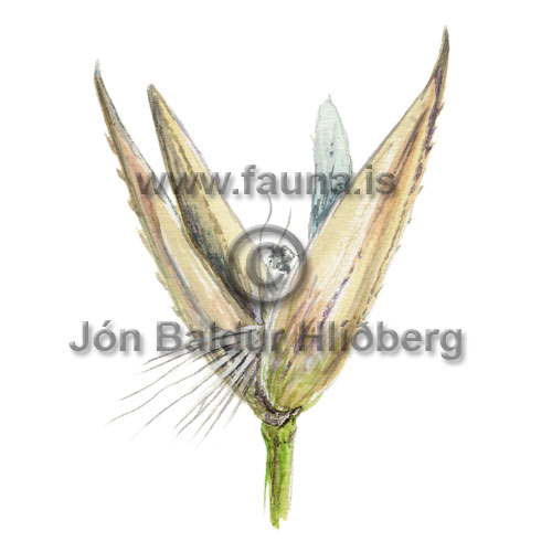 slim-stem reed grass - Calamagrostis neglecta - otherplants - Poaceae