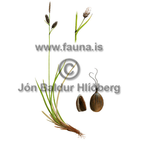 Stiff Sedge - Carex bigelowii - otherplants - Cyperaceae