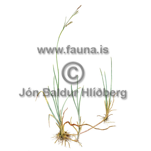 Belgjastr - Carex panicea - annargrodur - Starartt