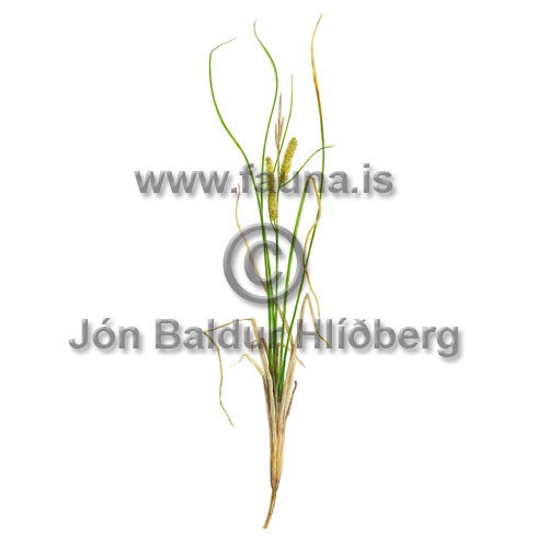 Tjarnastr - Carex rostrata - annargrodur - Starartt