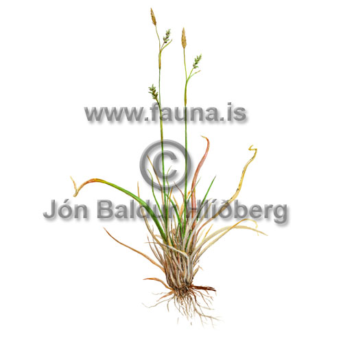 Slrastr - Carex vaginata - annargrodur - Starartt
