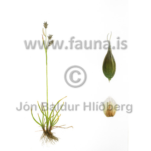 Unidentified Carex species - Carex sp. - Velji category - Velji subcategory