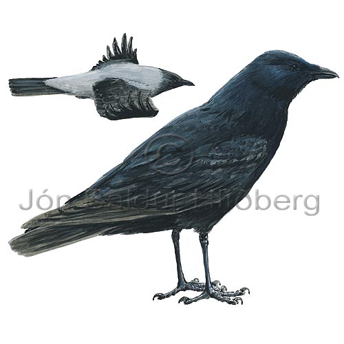 Svartkrka - Corvus corone - sporfuglar - Hrfnungar