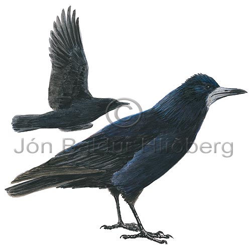 Blhrafn - Corvus frugilegus - sporfuglar - Hrfnungar