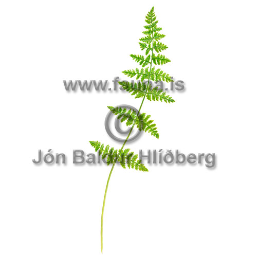Brittle Bladder Fern - Cystopteris fragilis - Ferns - Athyriaceae