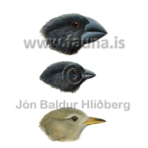 Three of Darwin's finches, - Geospiza; magnirostris, Camarhynchus; parvulus, Certhidea; olivacea; - Passerines - Fringillidae