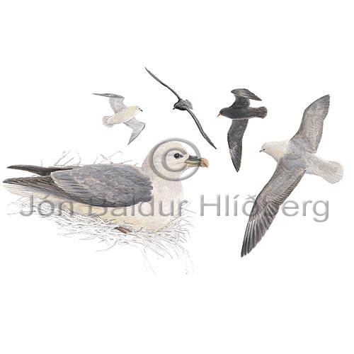 Fulmar - Fulmarus glacialis - otherbirds - Procellariidae
