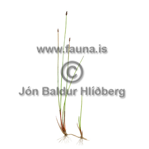 Slender Spike-rush - Eleocharis uniglumis - otherplants - Cyperaceae