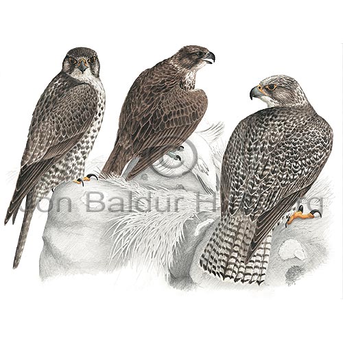 Gyrfalcon - Falco rusticolus - birdsofprey - Falconidae