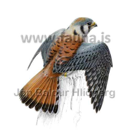 American kestrel - Falco sparverius - otherbirds - Falconidae