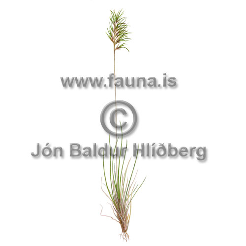 Viviparous Fescue  - Festuca vivpara - otherplants - Poaceae