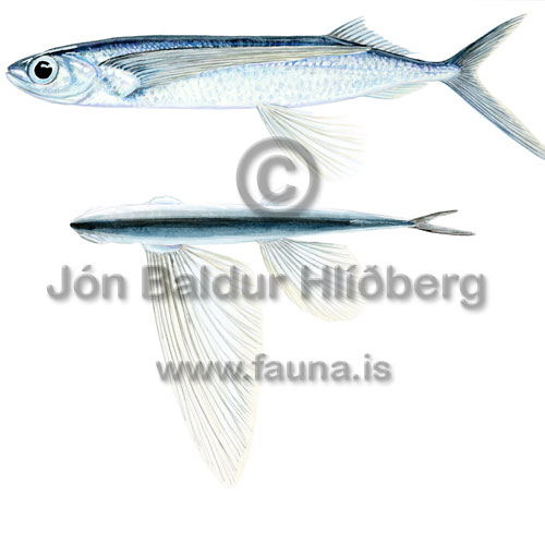 Flugfiskur - exocetidae - adrirfiskar - Trnisfiskar