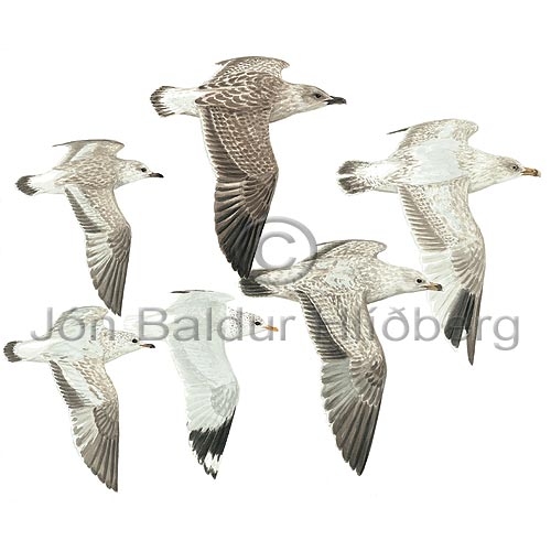 Gulls - Laridae - Gulls - Laridae