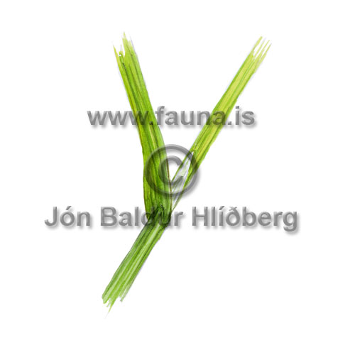 Rough-stalk Bluegrass - Poa trivialis - otherplants - Poaceae