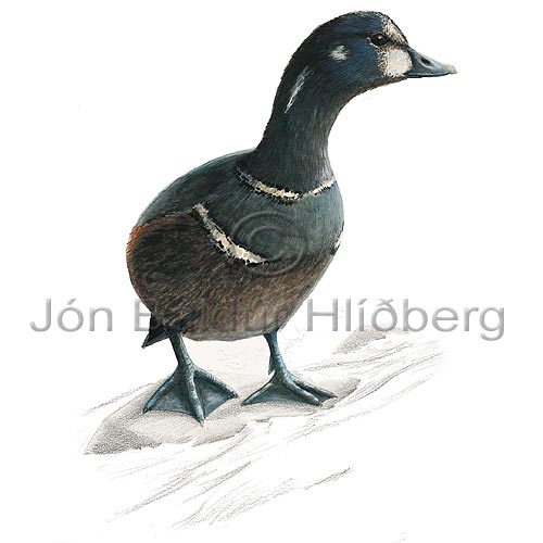 Harlequin Duck - Histrionicus histrionicus - ducksandallies - Anatidae