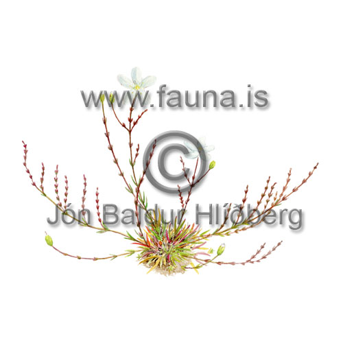Knotted Pearlwort - Sagina nodosa - Dicotyledonous - Caryophyllaceae