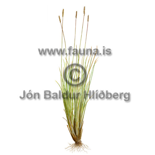 Bellardi bog sedge - Kobresia myosuroides - otherplants - Cyperaceae