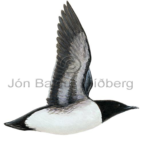 Stuttnefja - Uria lomvia - svartfuglar - Svartfuglar