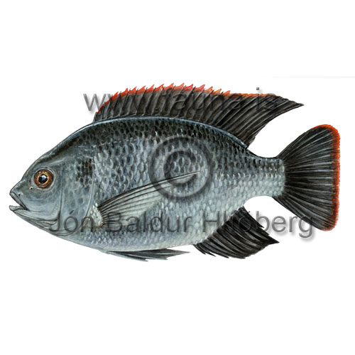 Longfin Tilapia - Oreochromis macrochir - Perch-likes - Perciformes