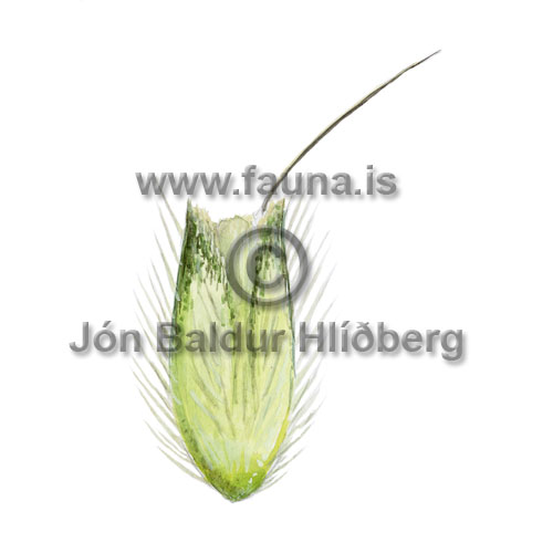 Marsh foxtail - Alopecurus geniculatus - otherplants - Poaceae