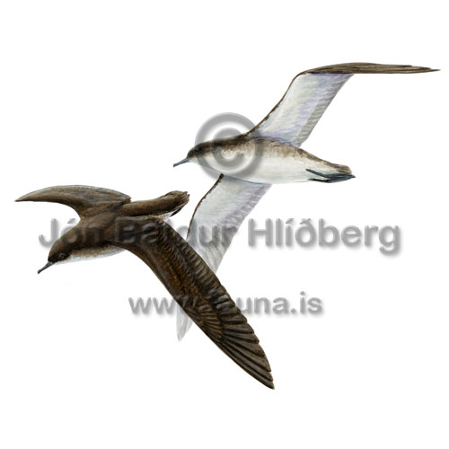 Mediterranean Shearwater - Puffinus yelkouan - otherbirds - Procellariidae