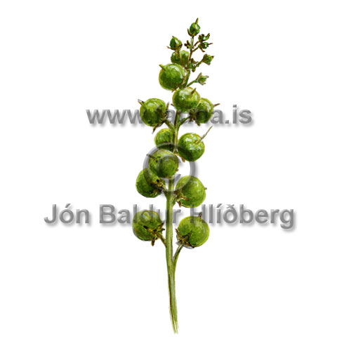 Horblaka - Menyanthes trifoliata - annargrodur - Horblkutt