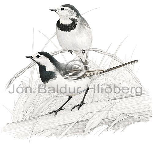 Mariuerla - Motacilla alba - sporfuglar - Erlutt