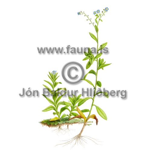 True forget-me-not - Myosotis scorpioides - Dicotyledonous - Borginaceae