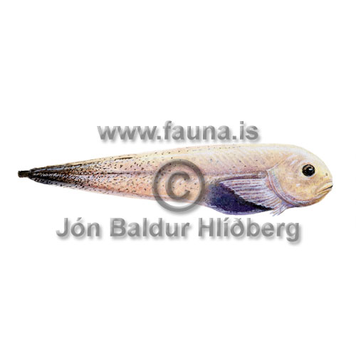 Fli sogfiskur - Paraliparis hystrix - brynvangar - Brynvangar