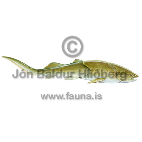 Placoderm - Placodermi - otherfish - placodermi