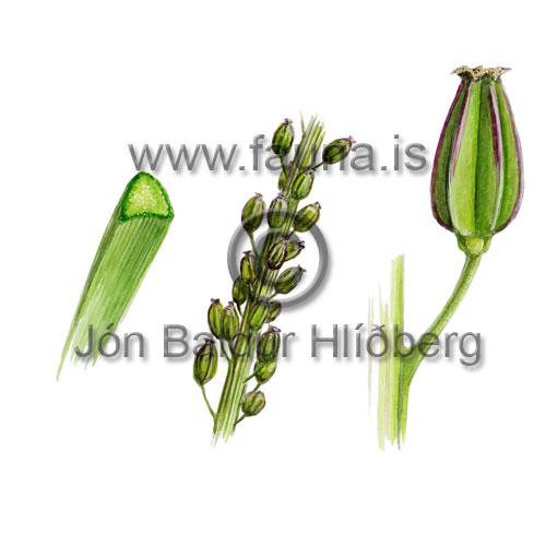 Sea Arrowgrass - Triglochin maritima - otherplants - juncaginaceae