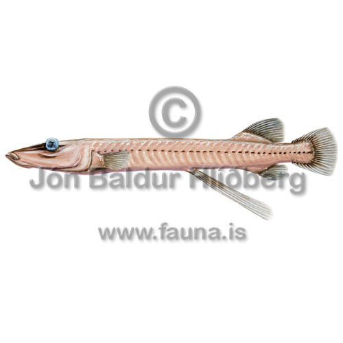 Brownsnout spookfish - Dolichopteryx longipes - otherfish - Osmeriformes