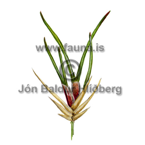 Viviparous Fescue  - Festuca vivpara - otherplants - Poaceae