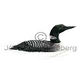 Great northern Diver Common Loon - Gavia immer - otherbirds - Gaviidae