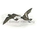 Storm Petrel - Hydrobates pelagicus - otherbirds - Hydrobatidae