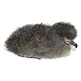 Sjsvala - Oceanodroma leucorrhoa - adrirfuglar - Ssvlutt