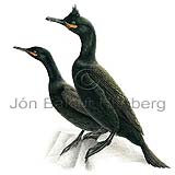 Shag - Phalacrocorax aristotelis - otherbirds - Phalacrocoracidae