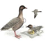 Pink-footed Goose - Anser brachyrhynchus - ducksandallies - Anatidae