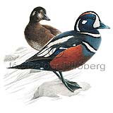 Harlequin Duck - Histrionicus histrionicus - ducksandallies - Anatidae