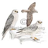 Flki - Falco rusticolus candicans - ranfuglar - Flkatt